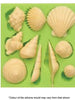 Shell Silicone Mould